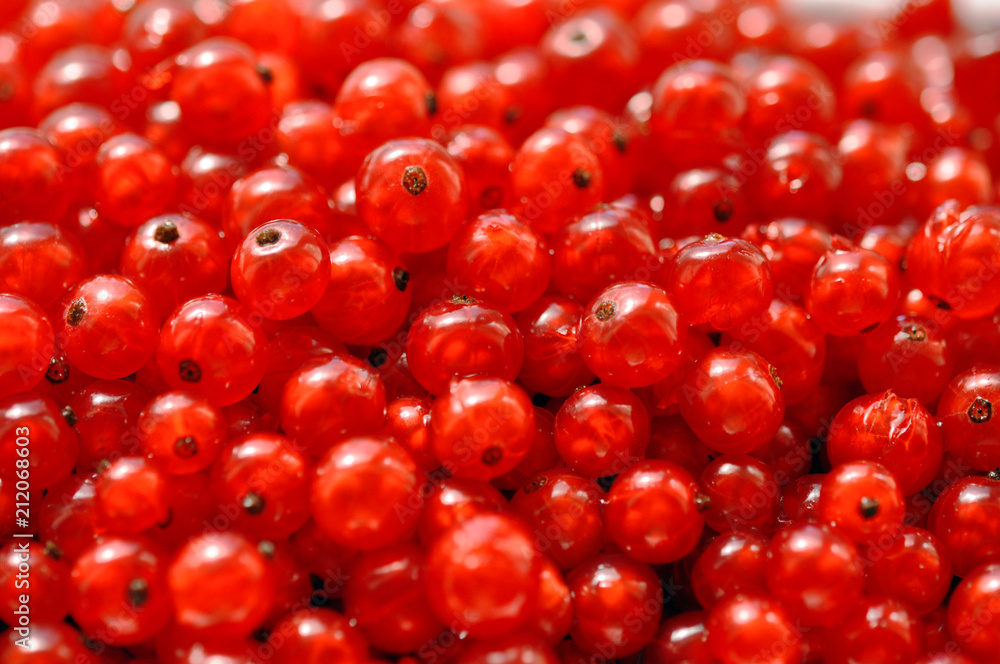 red sweet currant berry background, summer harvest red sweet currant berry background, summer harvest