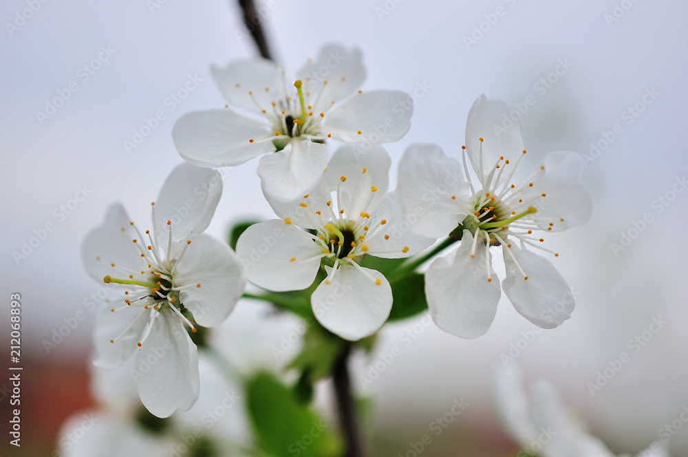 Flowers of the cherry blossoms Flowers of the cherry blossoms