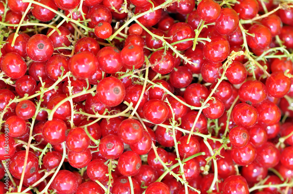 red sweet currant berry background, summer harvest red sweet currant berry background, summer harvest