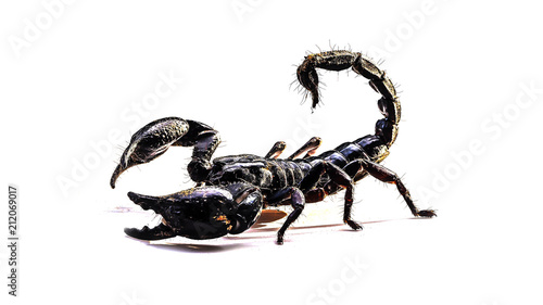 Scorpion on white background  Poisonous animals