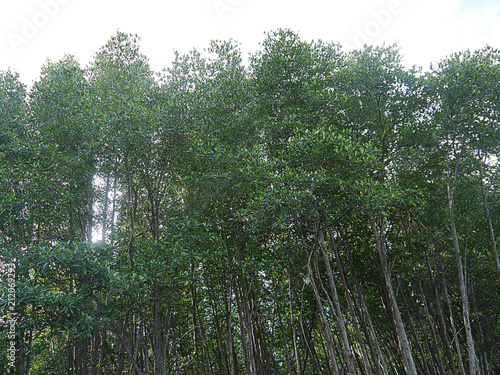 Mangrove forest  