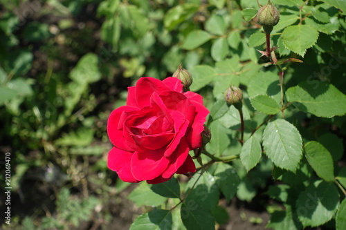 Crimson red flower of rose in May