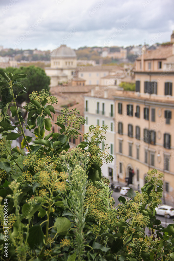 Juicy greens on Capitoline Hill in november Rome