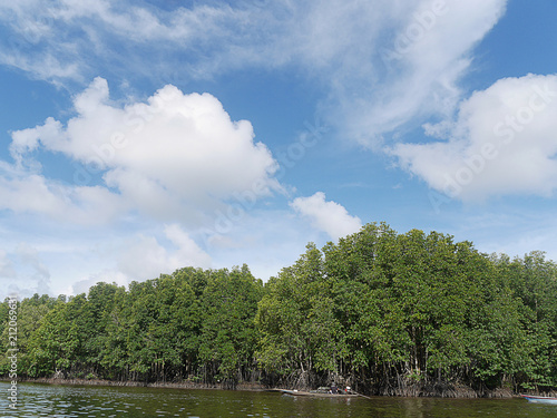 Mangrove River 