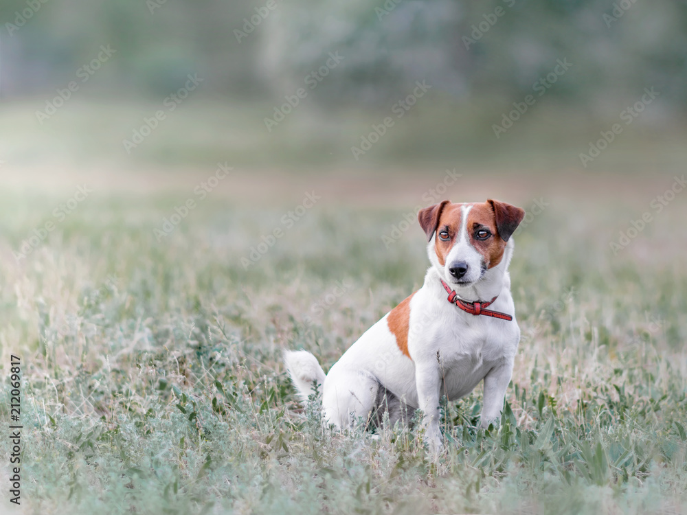 Portrait from afar of cute small white and red dog jack russel terrier sitting on glade on grass and looking at left side at summer sunny day