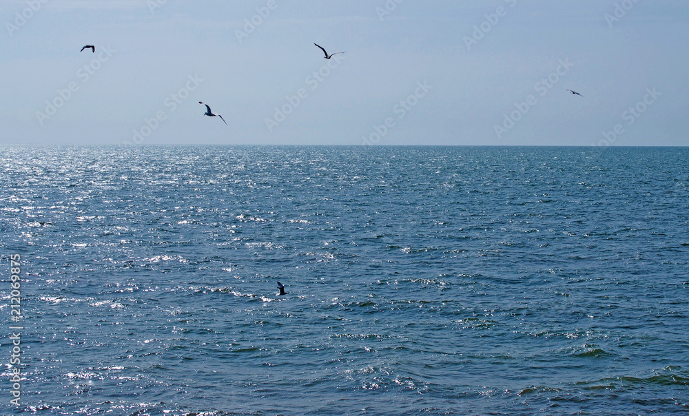 a flock of seagulls flying over a calm deep blue sunlit sea with bright blue summer sky