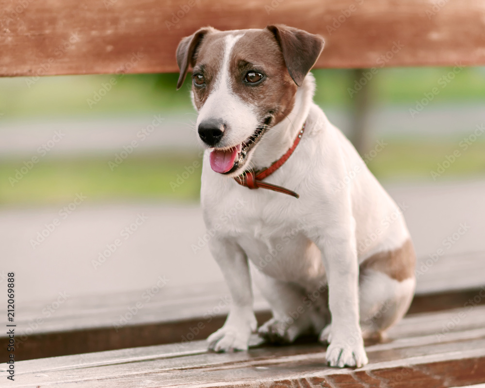 Close-up portrait in of cute happy small white and brown dog jack russel terrier sitting on wooden park bench and and looking at left side at summer sunny day. Copy-space