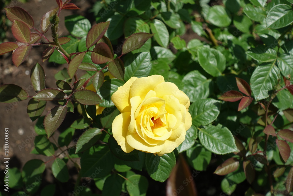One yellow flower of garden rose in May