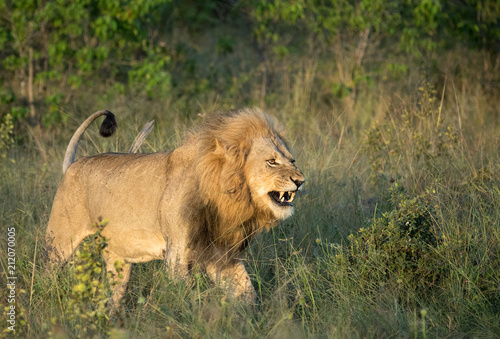 Εκτύπωση καμβά A snarling lion walks through the tall grasses on the Okavango Delta of Botswana