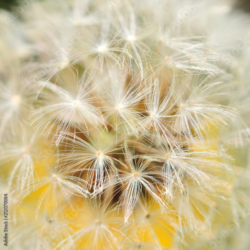 dandelion on nature background