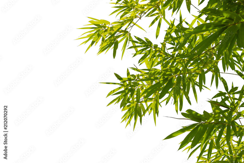 Green Energy.Leaf pattern green leaves bamboo isolated on white or abstract with background. World for water day or National Forest Conservation Day. Green Energy.Leaf pattern green leaves bamboo isolated on white or abstract with background. World for water day or National Forest Conservation Day.