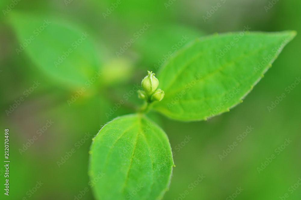 jasmine leaves on a bright sunny day jasmine leaves on a bright sunny day
