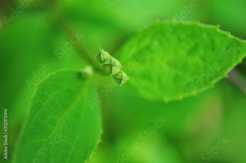 jasmine leaves on a bright sunny day © alena0509
