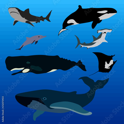 A collection of marine life. Whale  sperm whale  shark  killer whale  stingray.