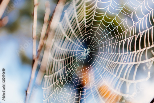 Perfect spider web on blurred nature background.