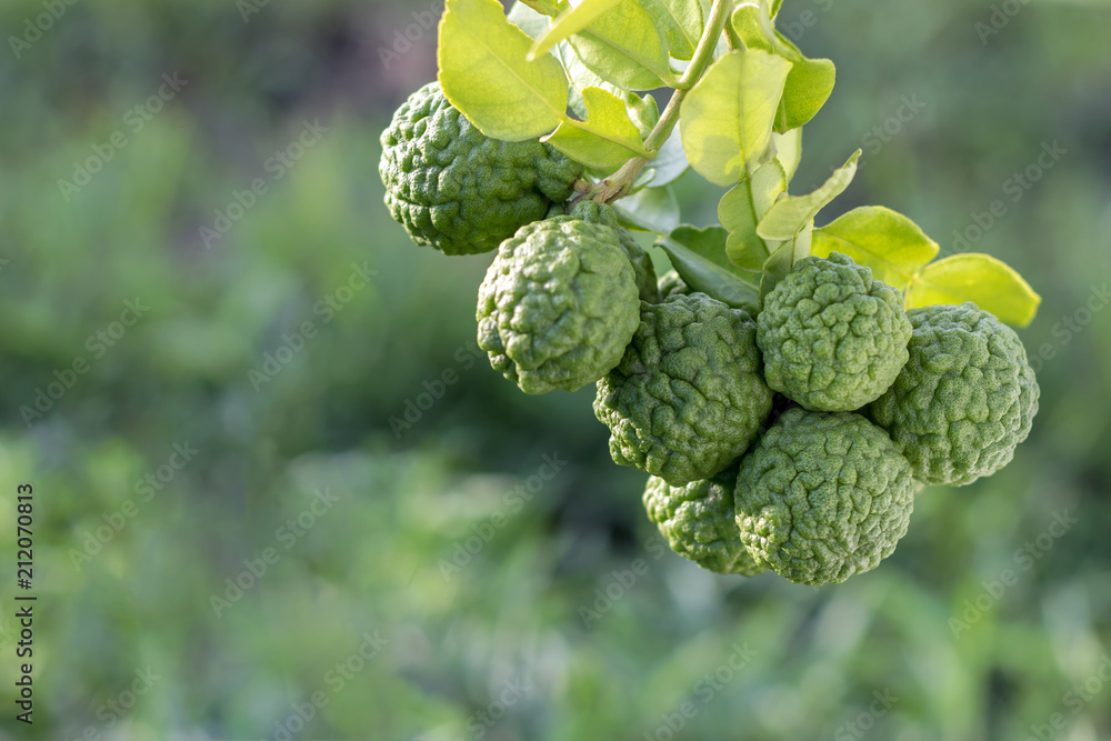 Fototapeta premium Kaffir lime bunch with backdrop blur.