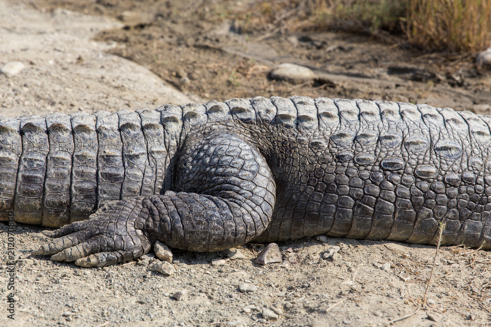 Fototapeta premium Marsh Crocodile in Jakigur, Sistan and Baluchistan, Iran