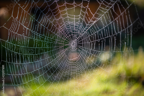 Perfect spider web on blurred nature background.