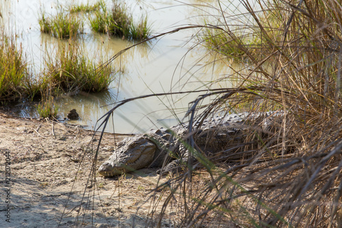 Marsh Crocodile in Jakigur, Sistan and Baluchistan, Iran photo