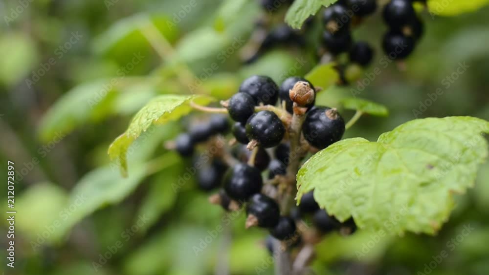 Big branch of fresh organic black currant in the garden. Closeup shot. Big branch of fresh organic black currant in the garden. Closeup shot.