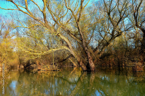 Tree (tree trunks) standing in high water of Danube river during a spring floods on a calm day. Reflection of tree trunks in water