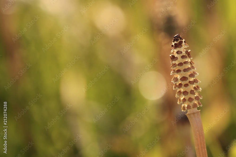 horsetail