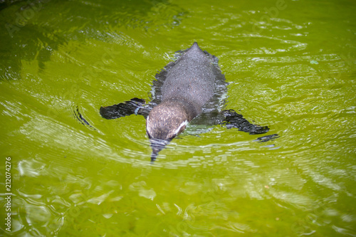 Pinguin in aquarium pool in a Zoo, Berlin