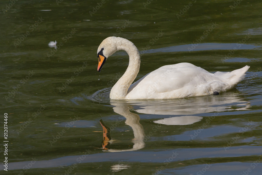 White Swan swimming in a summer pond. Graceful swan on beautiful green water surface White Swan swimming in a summer pond. Graceful swan on beautiful green water surface