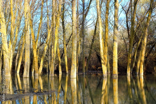 Trees  tree trunks  standing in high water of Danube river during a spring floods on a calm day. Reflection of tree trunks in water