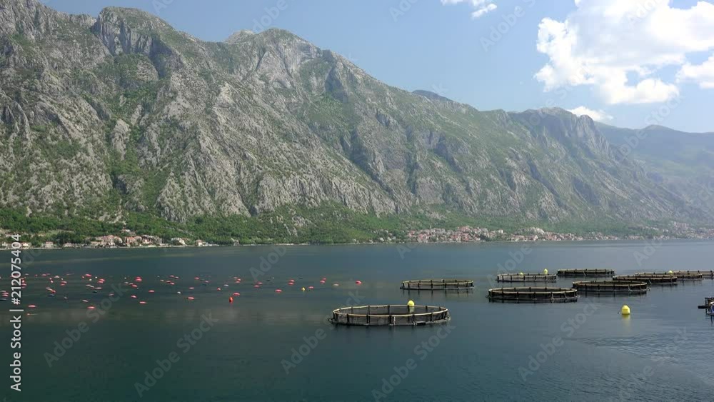 Mussel and oyster farm with the Longline (rope) culture of cultivation. Kotor Bay, Montenegro. Mussel and oyster farm with the Longline (rope) culture of cultivation. Kotor Bay, Montenegro.