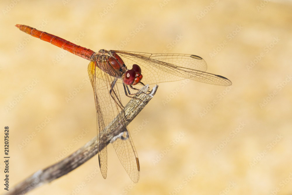 Red dragonfly in a natural environment against a soft background. Close-up view perched on a branch. Red dragonfly in a natural environment against a soft background. Close-up view perched on a branch.