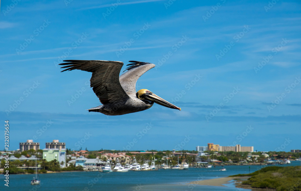 Pelican in flight against the background of the city and the bay. Pelican in flight against the background of the city and the bay.
