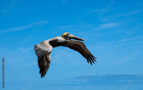 Pelican flying in the blue sky. © Александр Шепитько