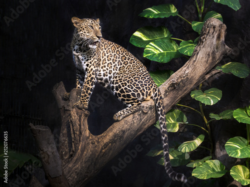 Leopard on a tree in a forest atmosphere.