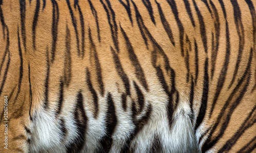 Colorful patterns of tiger skin.