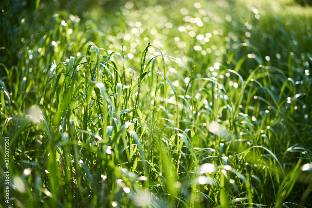 Fresh green summer grass with closeup. Sun. Soft Focus. Abstract nature summer background. Environment concept, lawn. Fresh green summer grass with closeup. Sun. Soft Focus. Abstract nature summer background. Environment concept, lawn.