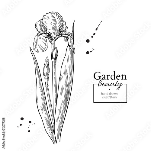 Iris flower and leaves drawing. Vector hand drawn engraved flora