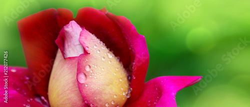 Red rose closeup isolated on green.