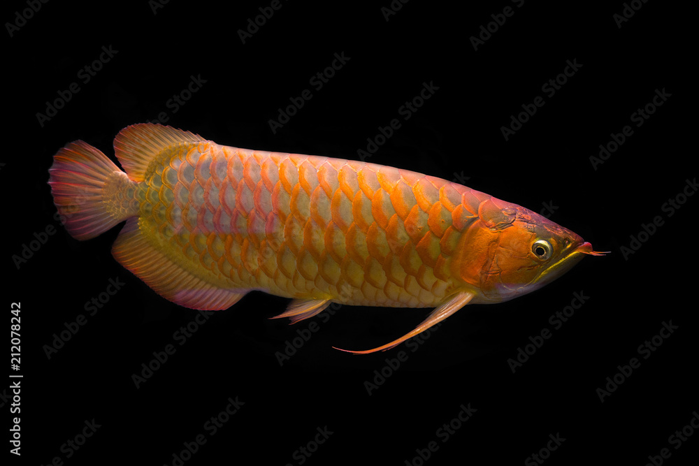 Golden Red Arowana on black background. Golden Red Arowana on black background.