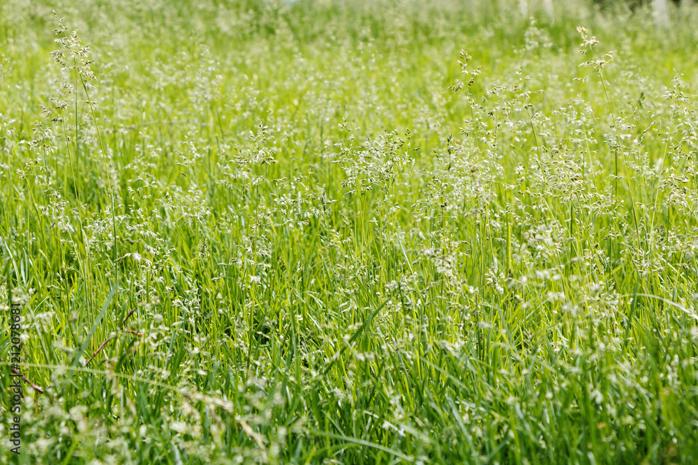Background of beautiful wildflowers in summer weather Background of beautiful wildflowers in summer weather