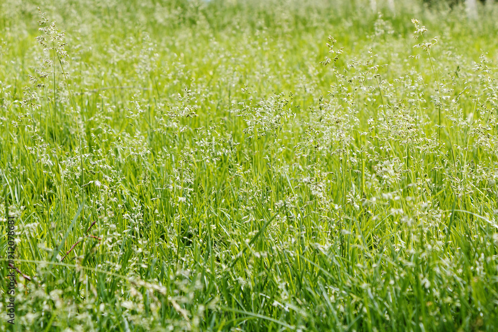 Background of beautiful wildflowers in summer weather