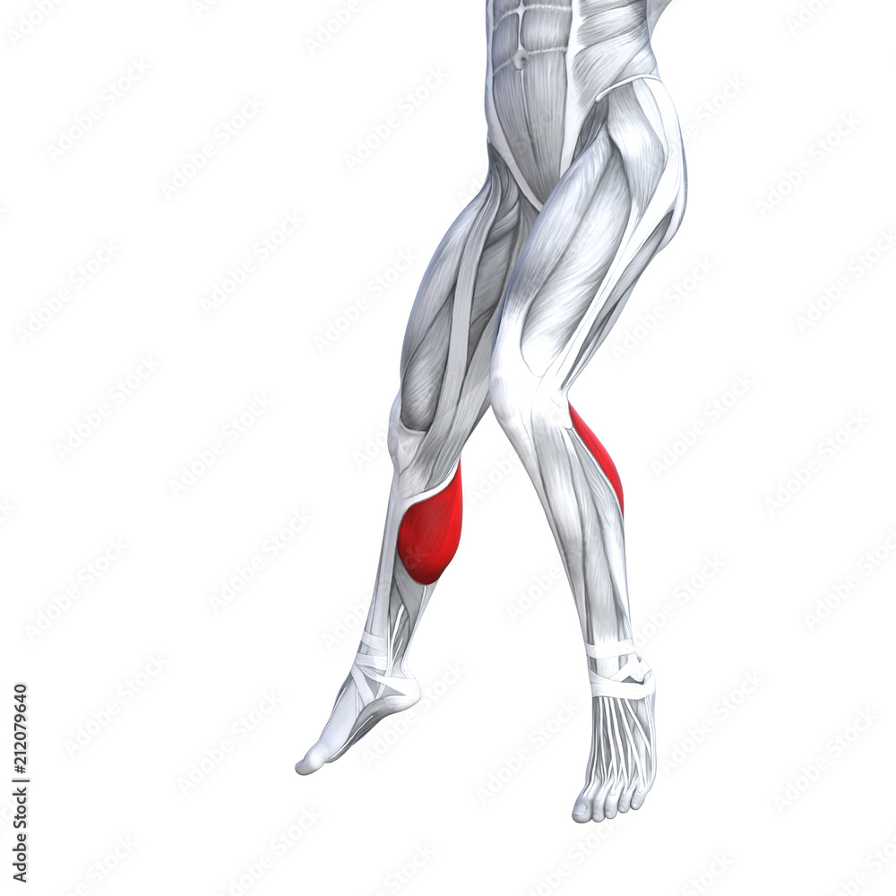 Concept conceptual 3D illustration fit strong front lower leg human anatomy, anatomical muscle isolated white background for body medical health tendon foot and biological gym fitness muscular system Concept conceptual 3D illustration fit strong front lower leg human anatomy, anatomical muscle isolated white background for body medical health tendon foot and biological gym fitness muscular system