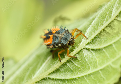 Fototapeta Naklejka Na Ścianę i Meble -  Hunting ladybird larva