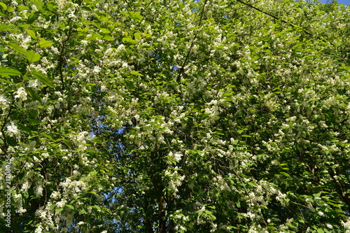 Blooming Apple tree