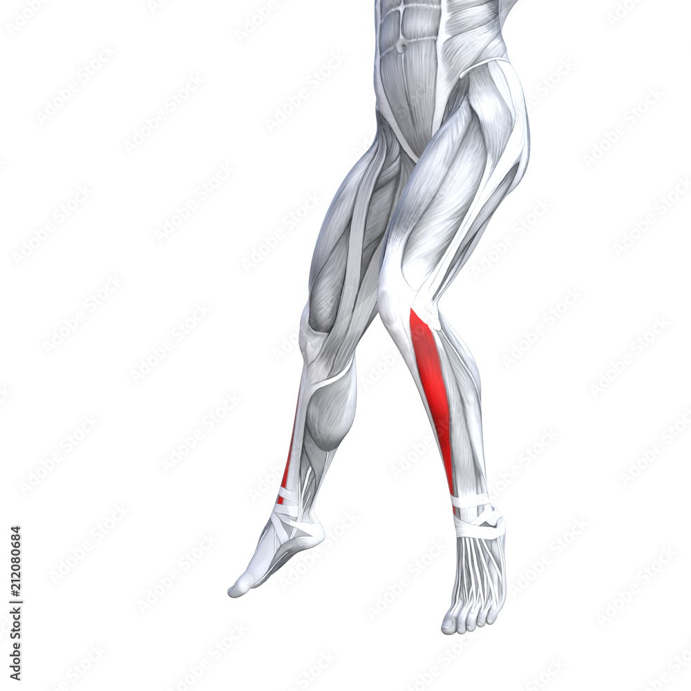 Concept conceptual 3D illustration fit strong front lower leg human anatomy, anatomical muscle isolated white background for body medical health tendon foot and biological gym fitness muscular system Concept conceptual 3D illustration fit strong front lower leg human anatomy, anatomical muscle isolated white background for body medical health tendon foot and biological gym fitness muscular system