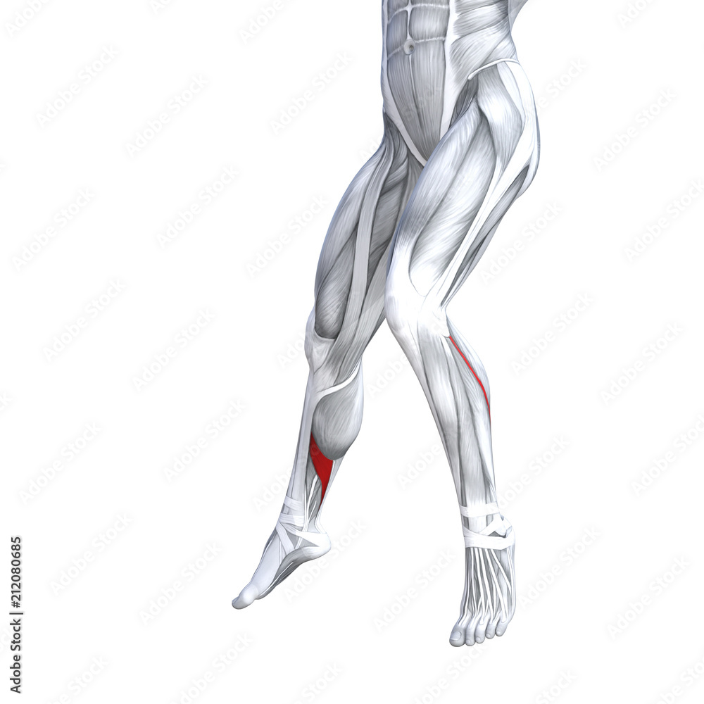 Concept conceptual 3D illustration fit strong front lower leg human anatomy, anatomical muscle isolated white background for body medical health tendon foot and biological gym fitness muscular system Concept conceptual 3D illustration fit strong front lower leg human anatomy, anatomical muscle isolated white background for body medical health tendon foot and biological gym fitness muscular system