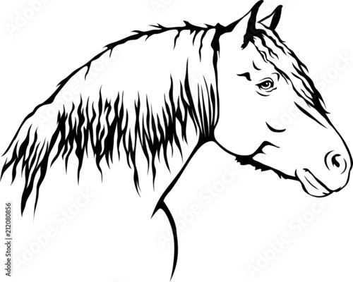 Haflinger - Pferd