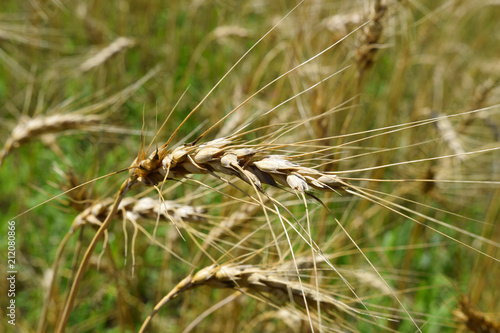 Ripe ears of rye in the field