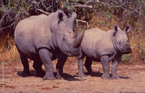 South Africa: Two endangered rhinos, mother and child in the bush