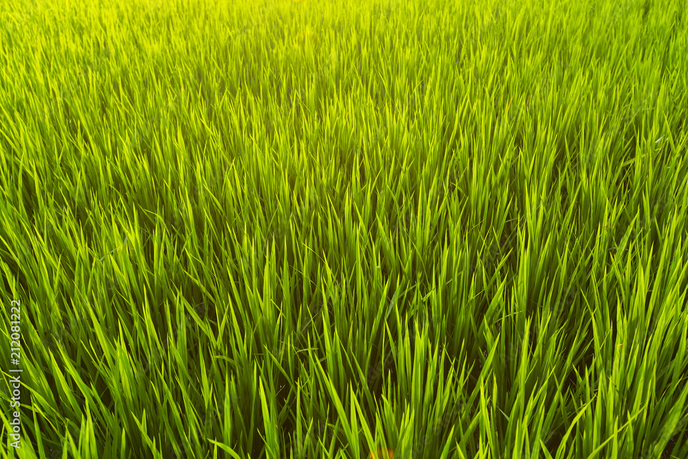 Green rice field texture close-up.